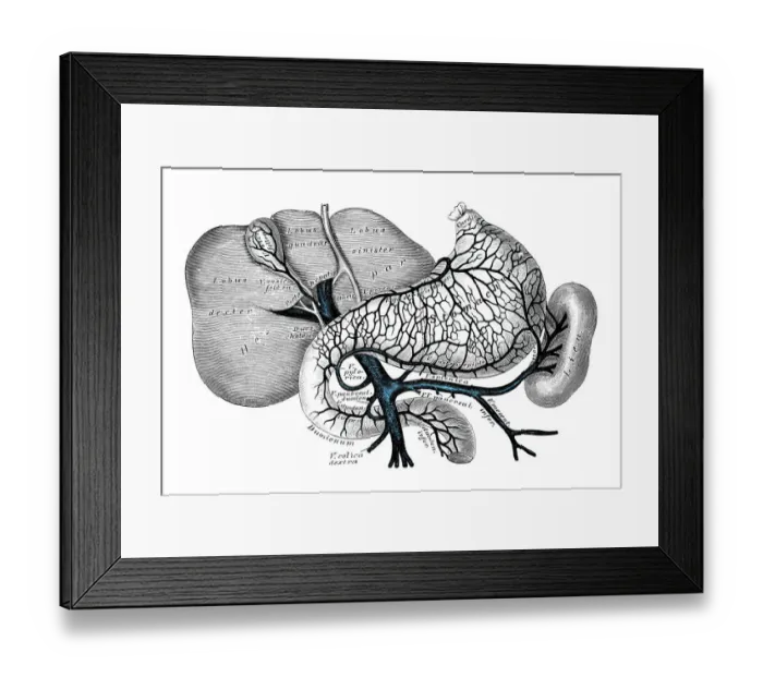 Framed Print : Human anatomy scientific illustrations: Portal venous system Framed Print : Human anatomy scientific illustrations: Portal venous system