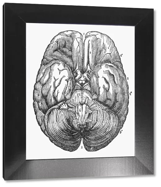 Under Surface of the Human Brain Engraved Illustration, Circa1880