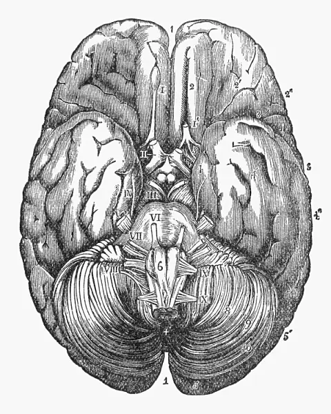 Under Surface of the Human Brain Engraved Illustration, Circa1880
