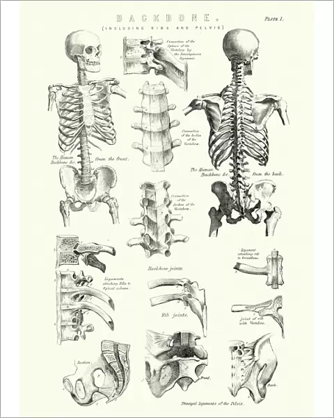 Human Anatomy - Backbone including Ribs and Pelvis