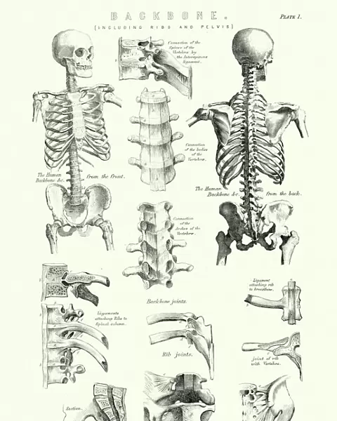 Human Anatomy - Backbone including Ribs and Pelvis