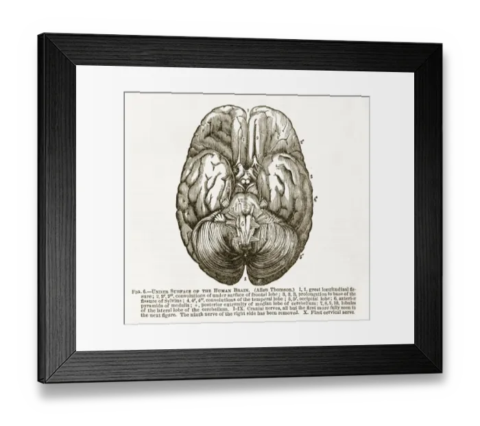 Framed Print : Human Brain Showing the Under Surface Engraved Illustration, Circa 1880 Framed Print : Human Brain Showing the Under Surface Engraved Illustration, Circa 1880
