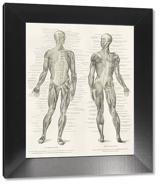 Human muscles anatomy engraving 1857