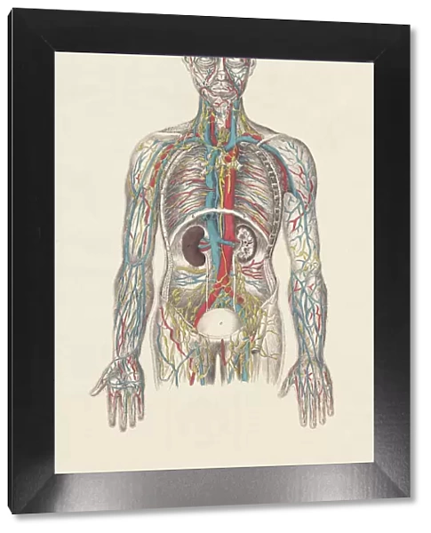 Human circulatory system, hand-coloured engraving, published in 1861
