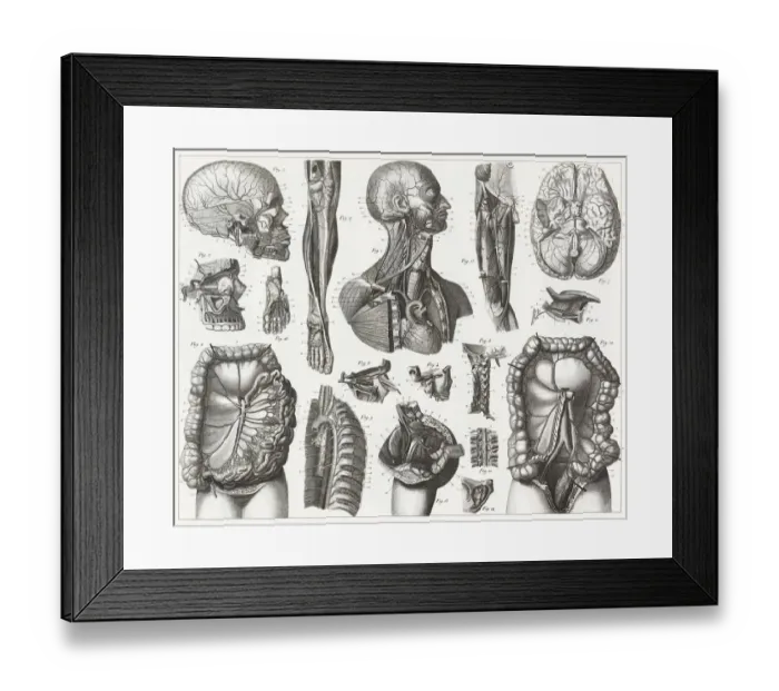 Framed Print : Cardiovascular System Engraving Framed Print : Cardiovascular System Engraving