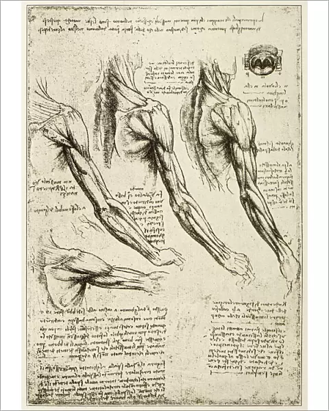 Leonardos sketches and drawings: anatomy arm muscles