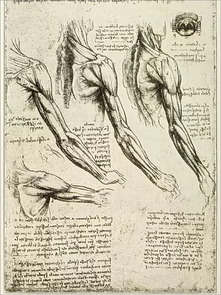 Leonardos sketches and drawings: anatomy arm muscles