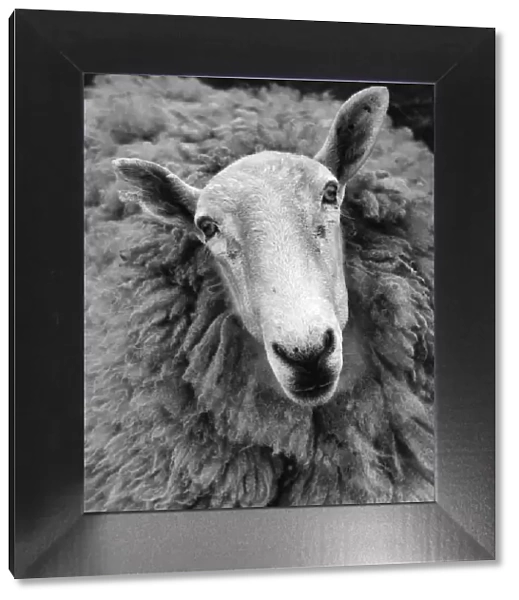 Ruminant. circa 1950: A close-up of an Icelandic sheep looking towards the camera