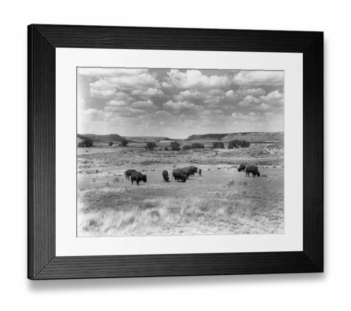 Framed Print : Roaming Buffalo