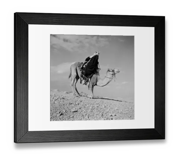 Framed Print : Kneeling Camel Framed Print : Kneeling Camel