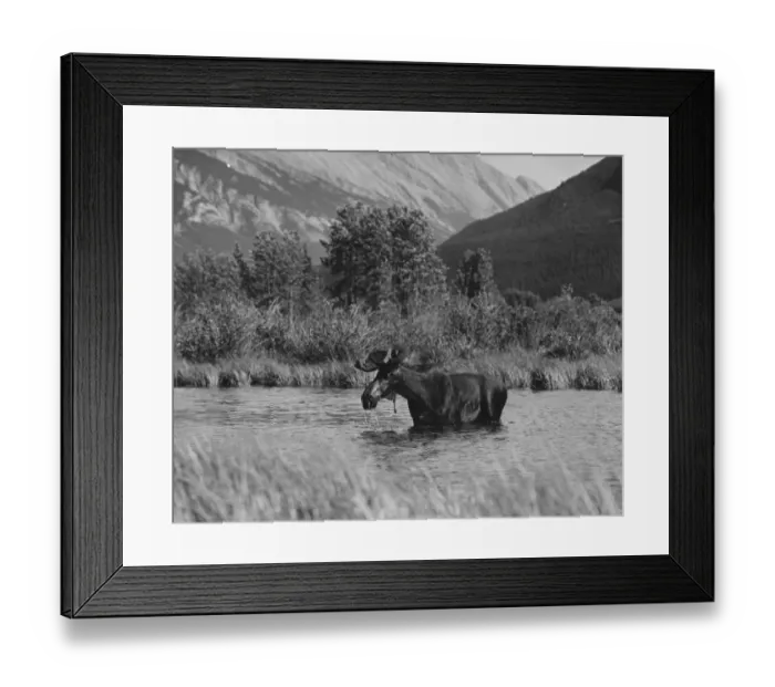 Framed Print : Moose Bathing Framed Print : Moose Bathing