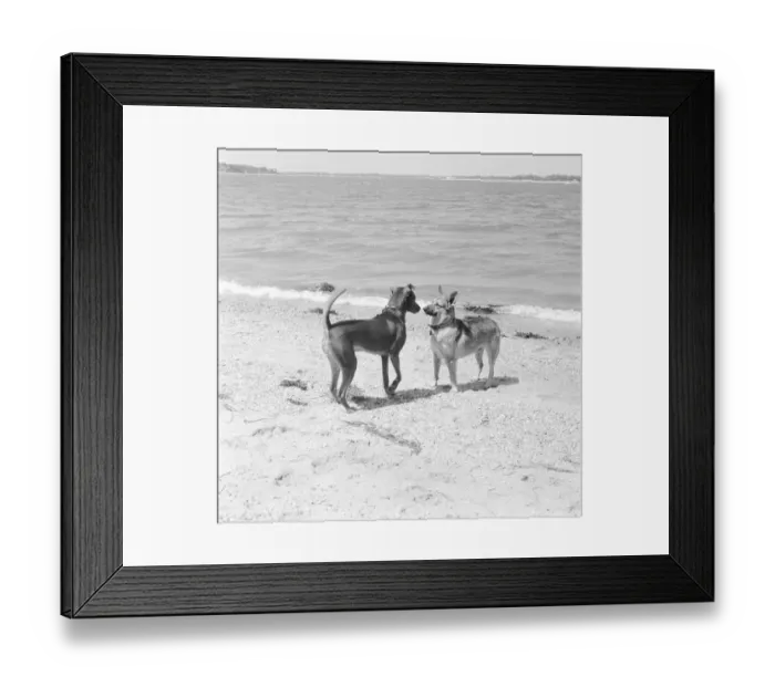 Framed Print : Canine Confrontation Framed Print : Canine Confrontation