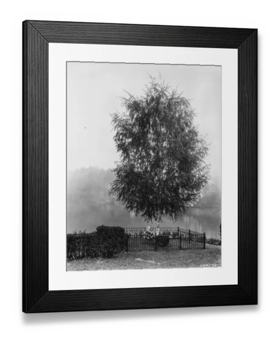 Framed Print : Mothers Day Tree Framed Print : Mothers Day Tree
