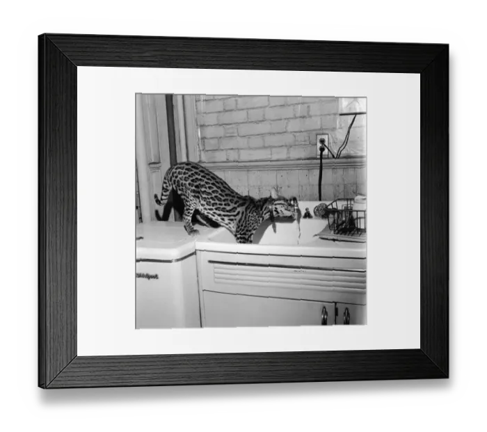 Framed Print : Cat At The Tap Framed Print : Cat At The Tap