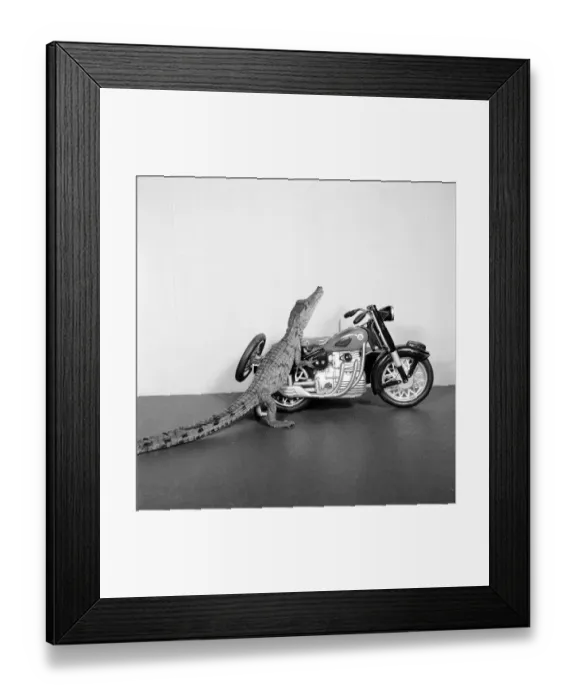 Framed Print : Croc Biker Framed Print : Croc Biker