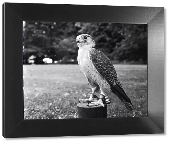 Lanneret. circa 1955: A lanneret, a falcon of southern Europe
