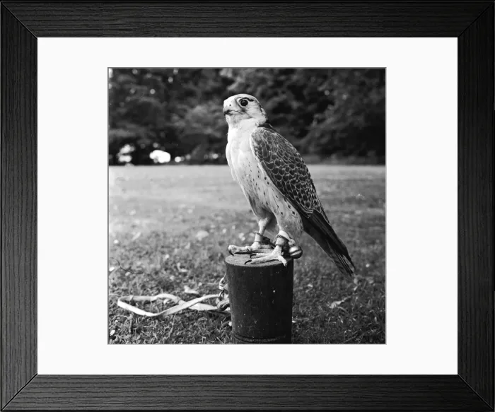 Framed Print : Lanneret. circa 1955: A lanneret, a falcon of southern Europe Framed Print : Lanneret. circa 1955: A lanneret, a falcon of southern Europe