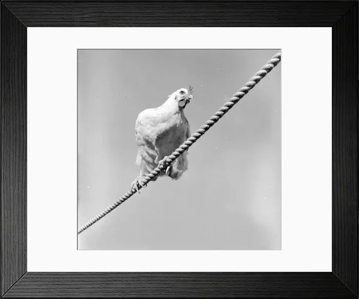 Framed Print : Tightrope. circa 1956: A chicken walking a tightrope Framed Print : Tightrope. circa 1956: A chicken walking a tightrope