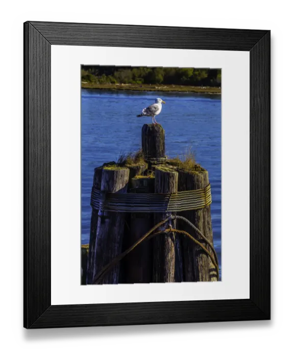 Framed Print : Dahlia And Gladiolus Framed Print : Dahlia And Gladiolus