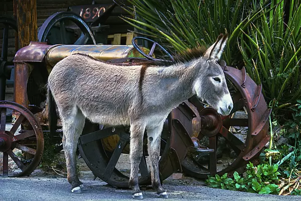 Donkey And Old Tractor