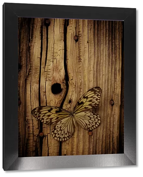 Butterfly On Old Wood Wall