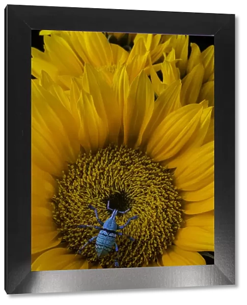 Boll Weevil On Sunflower