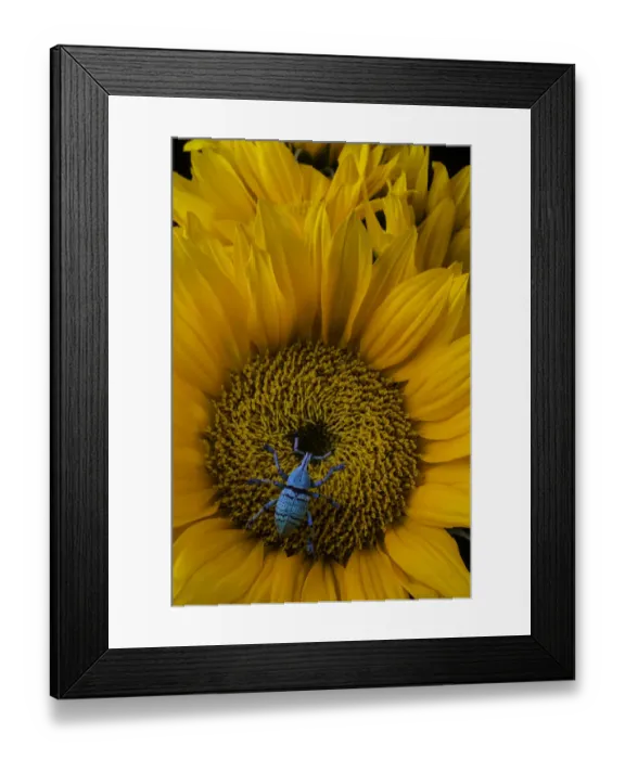 Framed Print : Boll Weevil On Sunflower Framed Print : Boll Weevil On Sunflower