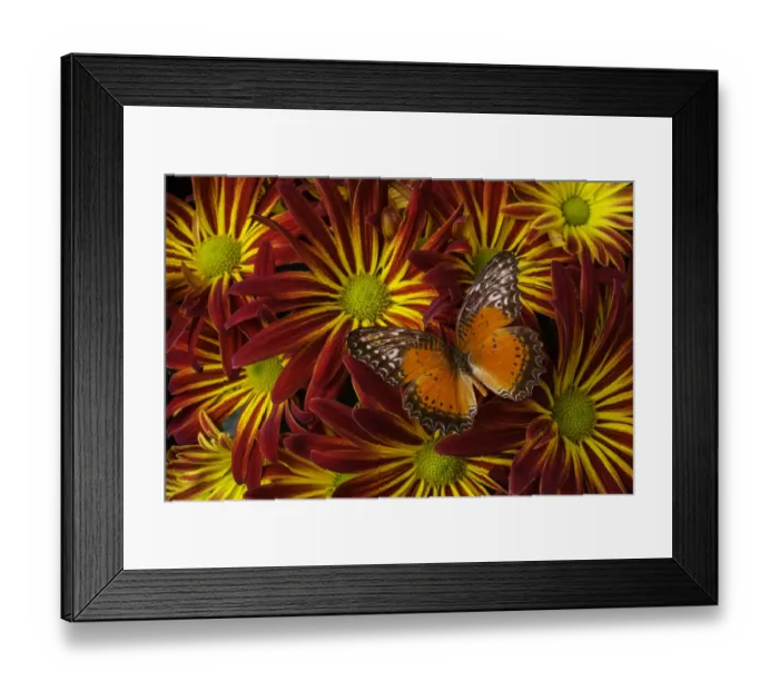 Framed Print : Butterfly resting on chrysanthemums Framed Print : Butterfly resting on chrysanthemums
