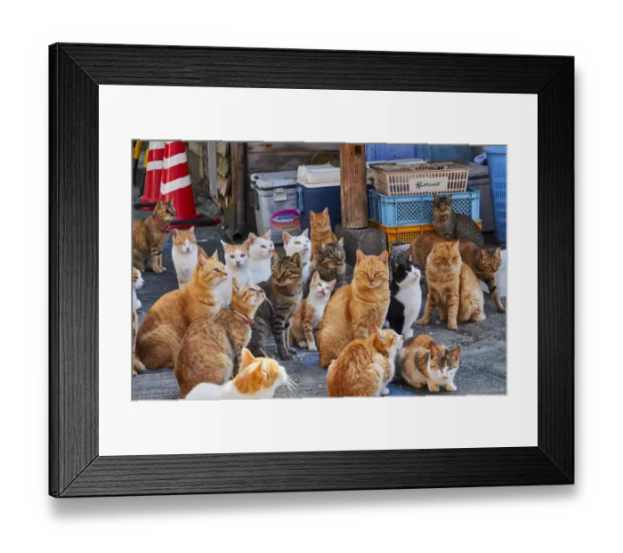 Framed Print : Japan, Cat island, Aoshima island Framed Print : Japan, Cat island, Aoshima island