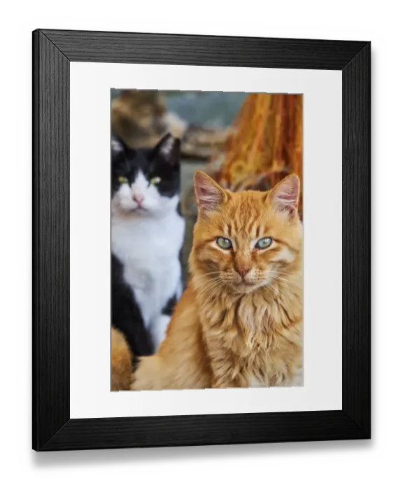 Framed Print : Japan, Cat island, Aoshima island Framed Print : Japan, Cat island, Aoshima island