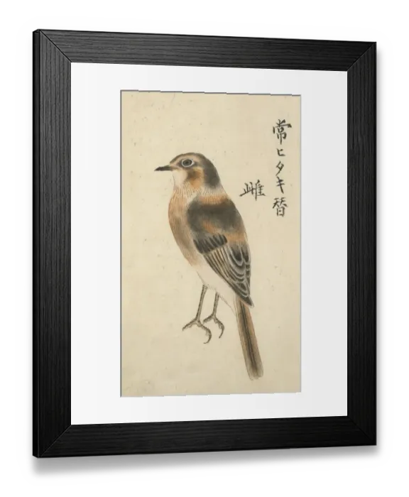 Framed Print : Chinese Female Fly Catcher Framed Print : Chinese Female Fly Catcher
