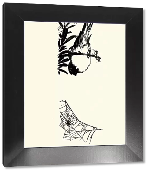 Japanese Art, Sketch of a Bird and spider