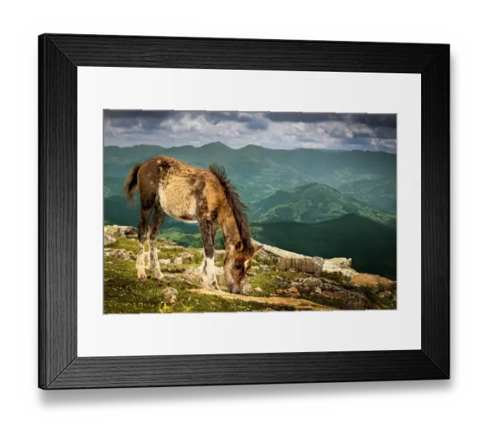 Framed Print : Cheval de La Rhune: le Pottok Framed Print : Cheval de La Rhune: le Pottok