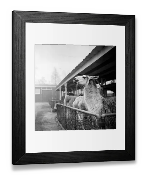 Framed Print : Llama Lunch Framed Print : Llama Lunch