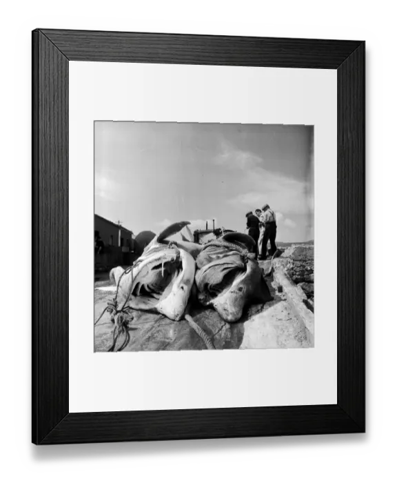 Framed Print : Dead In Dock Framed Print : Dead In Dock