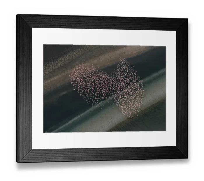 Framed Print : Aerial view of Lesser Flamingos flying over shallow water lake beside lakeshore