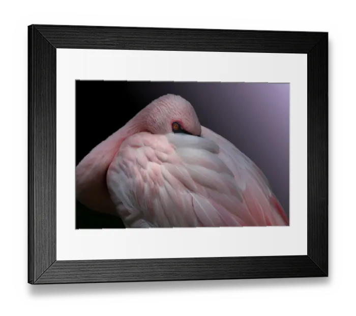 Framed Print : Lesser Flamingo Resting Framed Print : Lesser Flamingo Resting