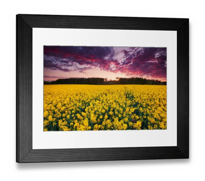 Framed Print : Brassica napus
