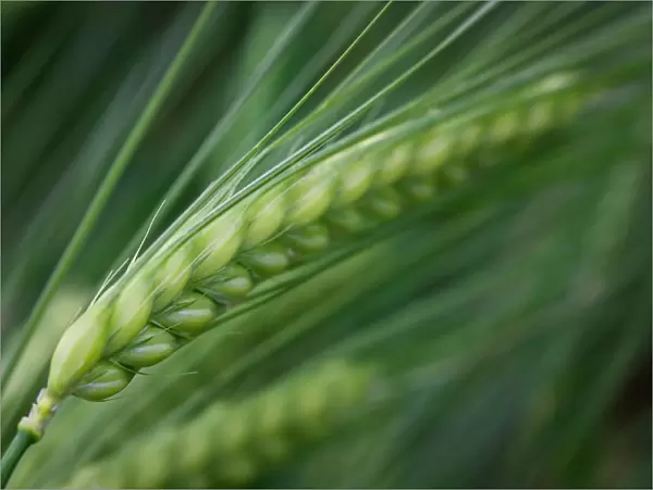 Barley. Close up of green barley during early summer