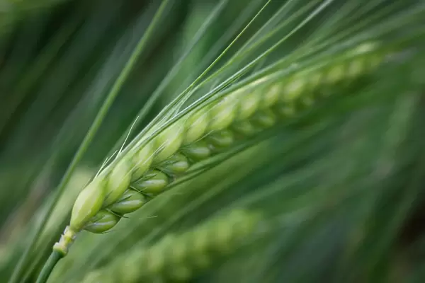 Barley. Close up of green barley during early summer