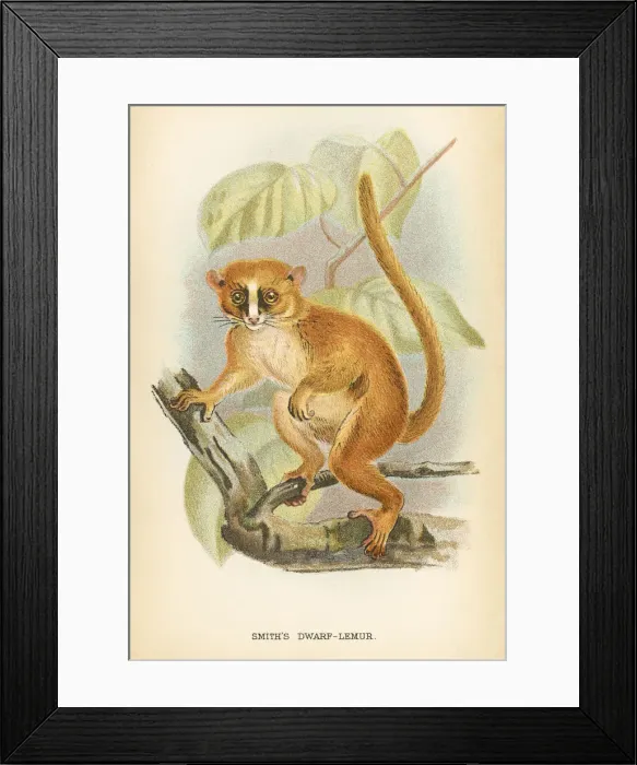 Framed Print : Dwarf lemur primate 1894 Framed Print : Dwarf lemur primate 1894