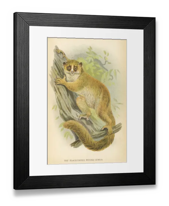 Framed Print : Lemur primate 1894 Framed Print : Lemur primate 1894