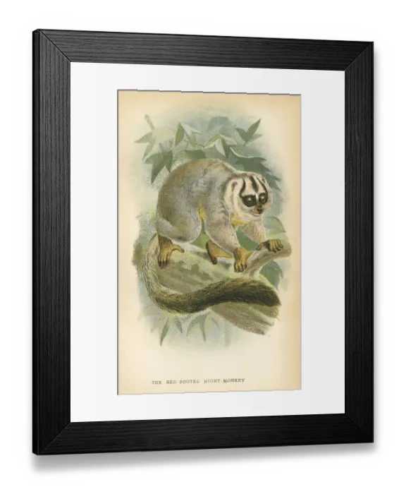 Framed Print : Red Footed Night Monkey primate 1894 Framed Print : Red Footed Night Monkey primate 1894