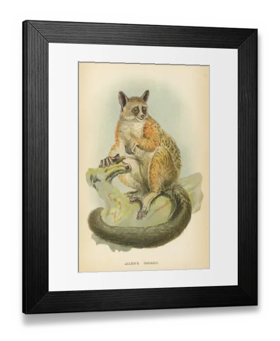 Framed Print : Galago primate 1894 Framed Print : Galago primate 1894