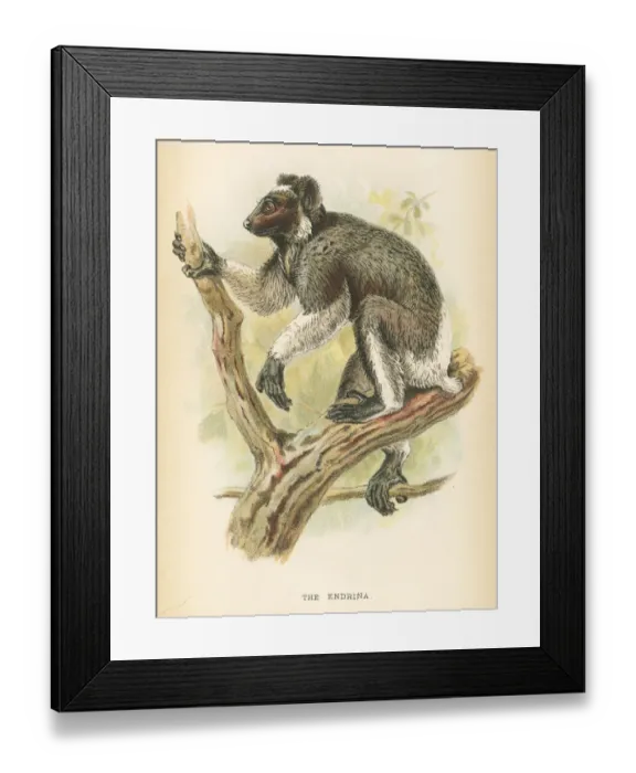 Framed Print : Babakoto indri primate 1894 Framed Print : Babakoto indri primate 1894