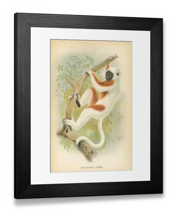 Framed Print : Sifaka lemur primate 1894 Framed Print : Sifaka lemur primate 1894