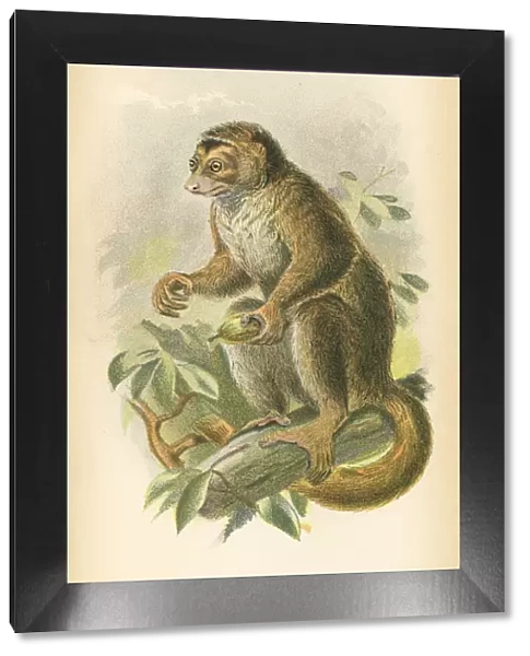 Woolly avahi primate 1894