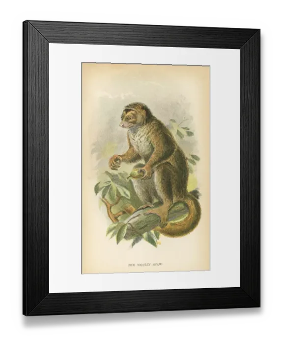 Framed Print : Woolly avahi primate 1894