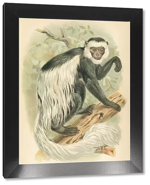 Guereza primate 1894