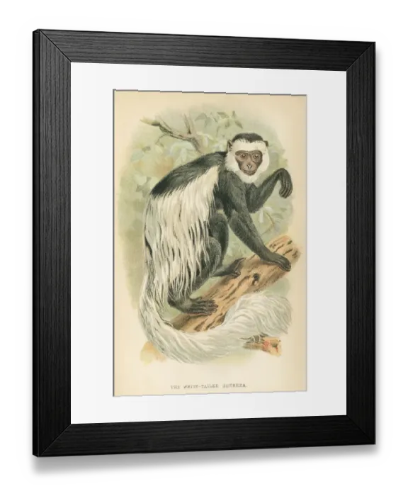 Framed Print : Guereza primate 1894 Framed Print : Guereza primate 1894